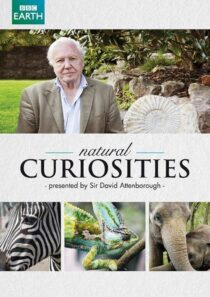 دانلود سریال Natural Curiosities382054-1758288331