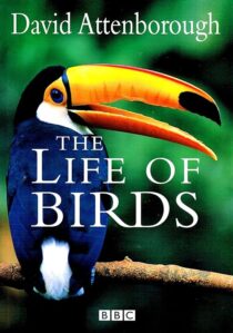دانلود مستند The Life of Birds382058-389390006